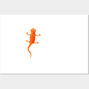 Salamander Posters and Art